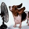 Dog Hits The Fan